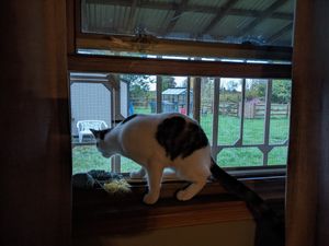 Feline enjoys cozy outdoor enclosure