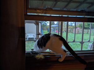 Cats enjoy new enclosed outdoor space