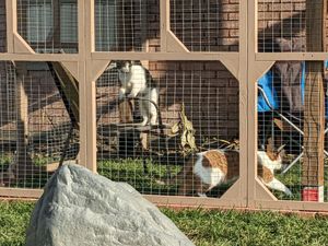 Cats enjoy their new outdoor enclosure