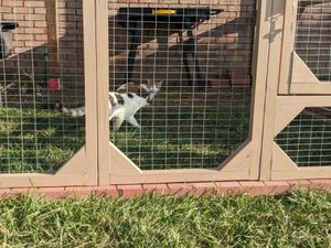 Cats safely enjoy outdoor space