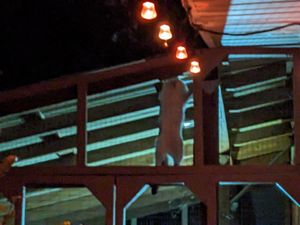 Cozy cat catio with lighting