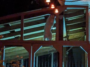 Cozy outdoor cat enclosure takes shape