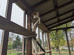 Cats explore custom-built outdoor enclosure