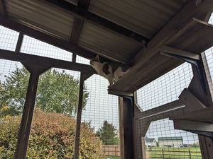 Cats enjoy their custom outdoor catio