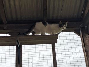 Cozy cat lounging in DIY catio