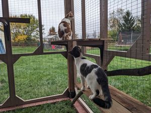 Cats enjoy new outdoor enclosure
