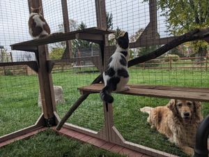 Cats enjoy outdoor catio enclosure
