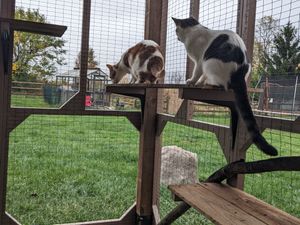 Cats enjoying outdoor catio enclosure