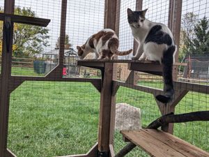 Cats explore new outdoor catio